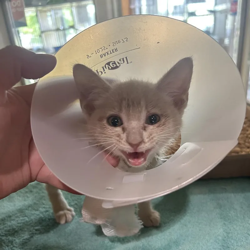 A baby small-sized female Buff / Tan / Fawn Domestic Short Hair cat named Daisy Duck for adoption in Leander, TX