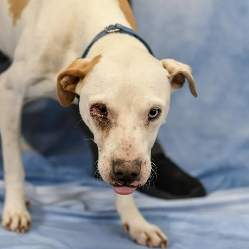 An adult medium-sized male Yellow / Tan / Blond / Fawn Mixed Breed dog named Stevie for adoption in Defuniak Springs, FL