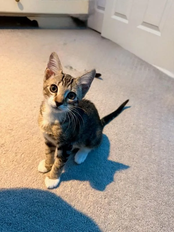 A baby small-sized male Domestic Short Hair cat named Tom for adoption in Bonsall, CA