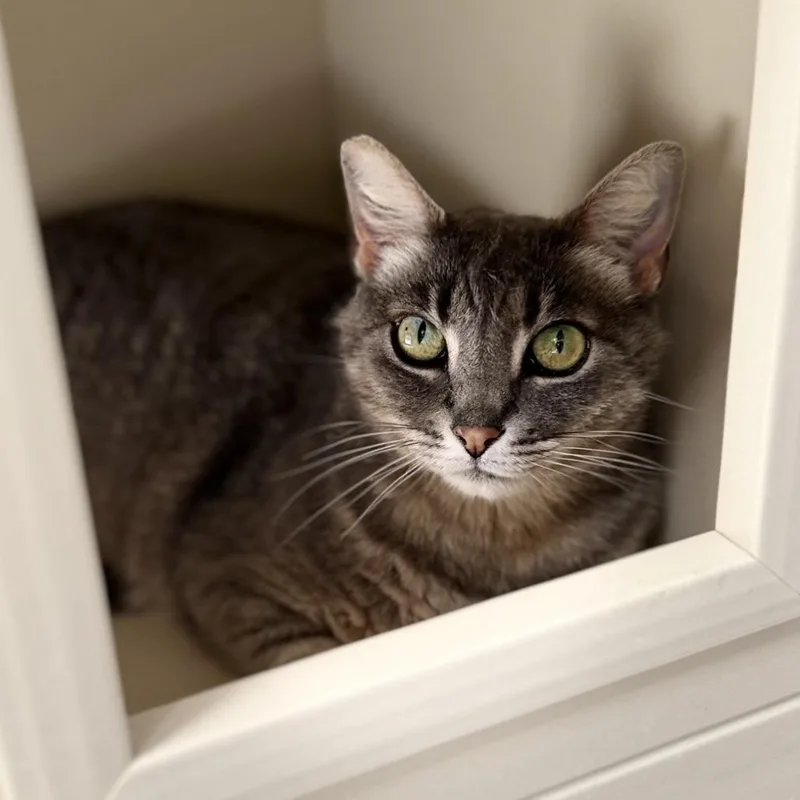 An adult small-sized female Gray / Blue / Silver Domestic Short Hair cat named June for adoption in Long Beach, CA