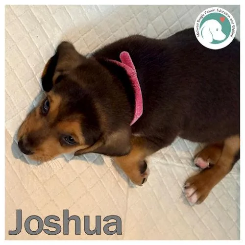 Joshua thumbnail 3