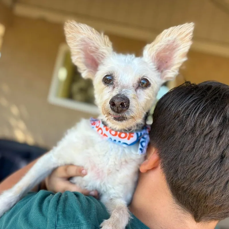 A senior small-sized male Terrier dog named Spot for adoption in Ramona, CA
