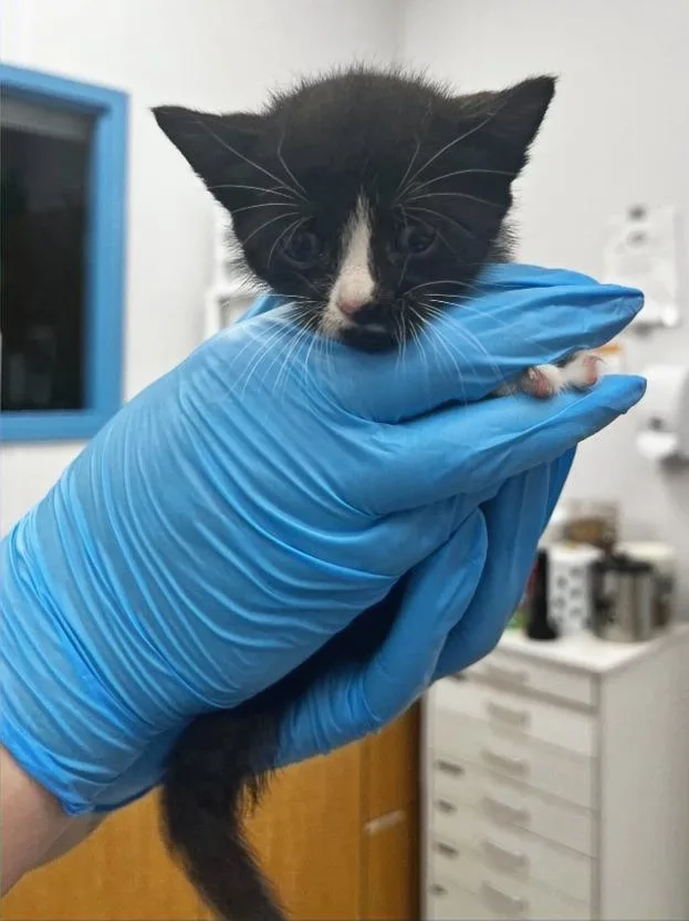 A baby small-sized male Domestic Short Hair cat named Trout for adoption in Hartsville, SC