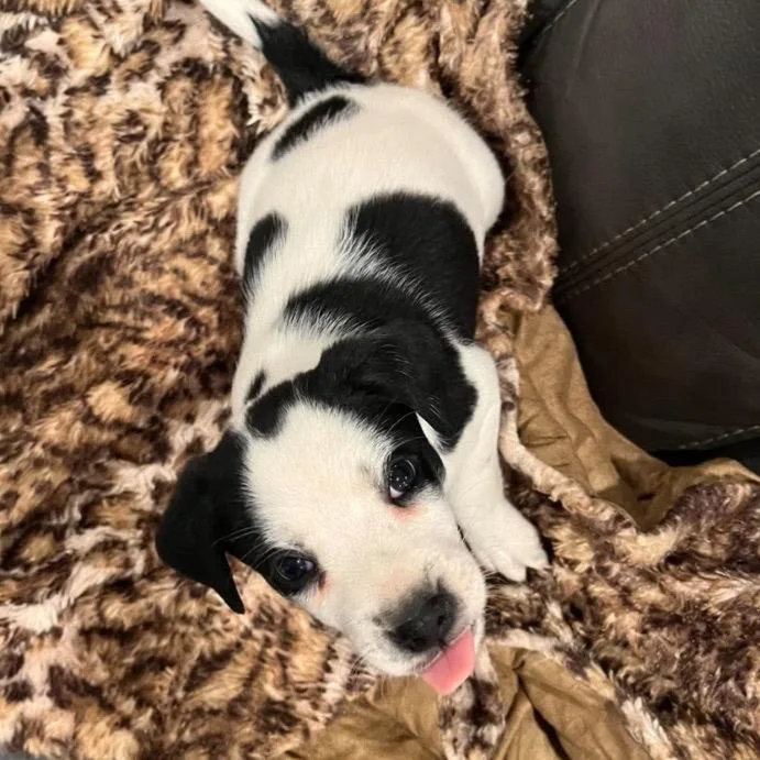 A baby small-sized male White / Cream Mixed Breed dog named Melnitz for adoption in Buffalo, MN