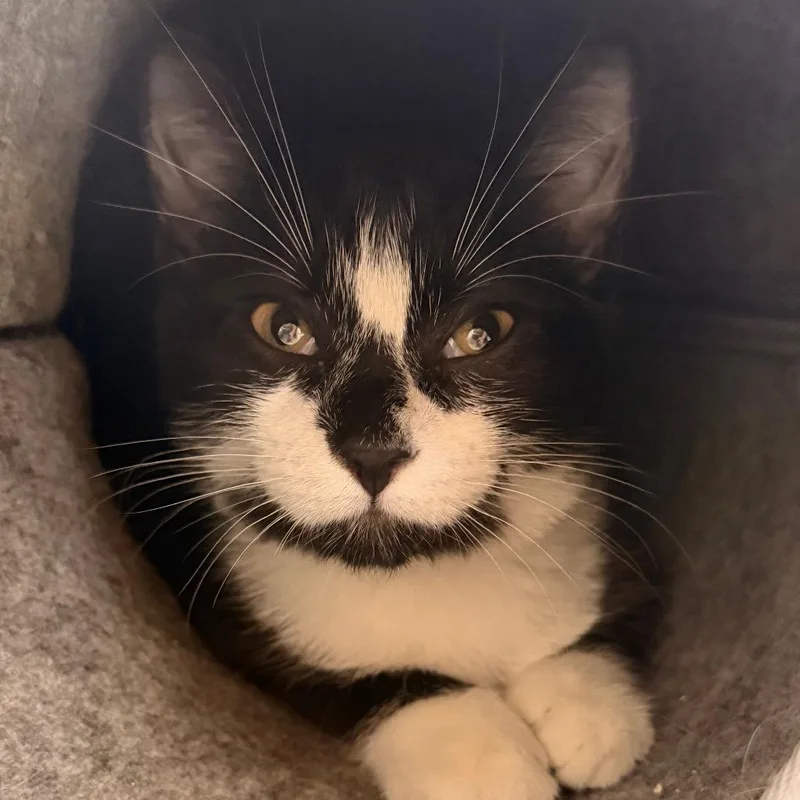 A baby medium-sized male Domestic Short Hair cat named Chow Mein for adoption in Gainesville, FL