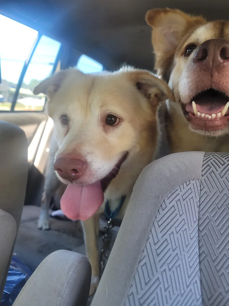 An adult medium-sized female Husky dog named Cammi for adoption in New York, NY