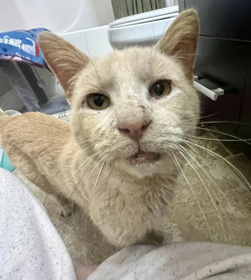 An adult medium-sized male Domestic Short Hair cat named Leroy for adoption in O'Fallon, MO