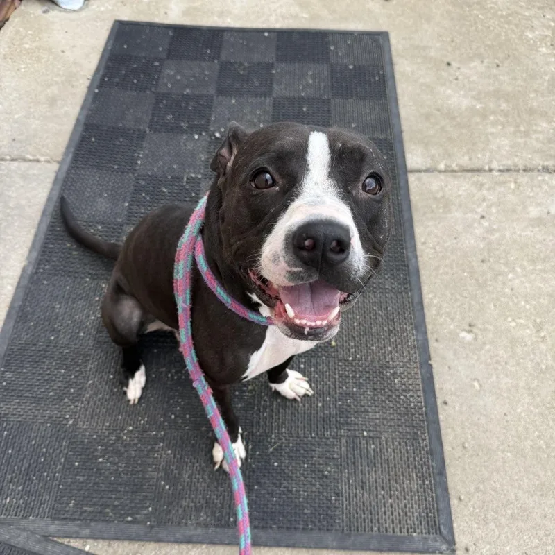 An adult medium-sized female Black Mixed Breed dog named Daliah for adoption in Youngstown, OH