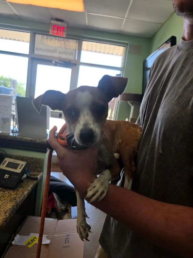 A young small-sized female Chihuahua dog named Butter Cup for adoption in New Braunfels, TX