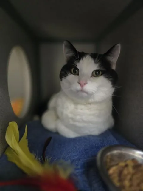 An adult small-sized male Domestic Short Hair cat named Otterbox for adoption in Aliquippa, PA