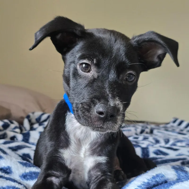 A baby small-sized male Black Mixed Breed dog named Juno for adoption in Englewood, FL