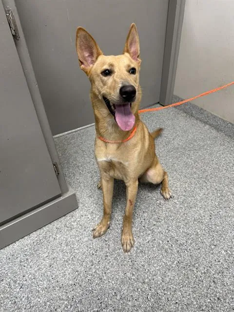 A young large-sized female Carolina Dog dog named A for adoption in Pasadena, TX