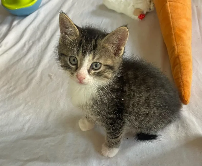 A baby small-sized male Tabby (Brown / Chocolate) Domestic Short Hair cat named Tubbs for adoption in Hudson, NY
