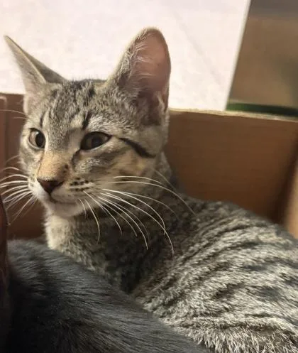 A baby small-sized female Domestic Short Hair cat named Wanda for adoption in West Chester, PA