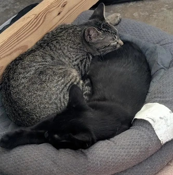 A baby small-sized female Black Domestic Short Hair cat named Mollie for adoption in Dallas, TX