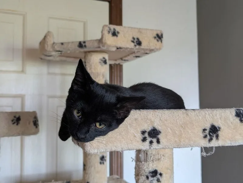 Mollie thumbnail 3
