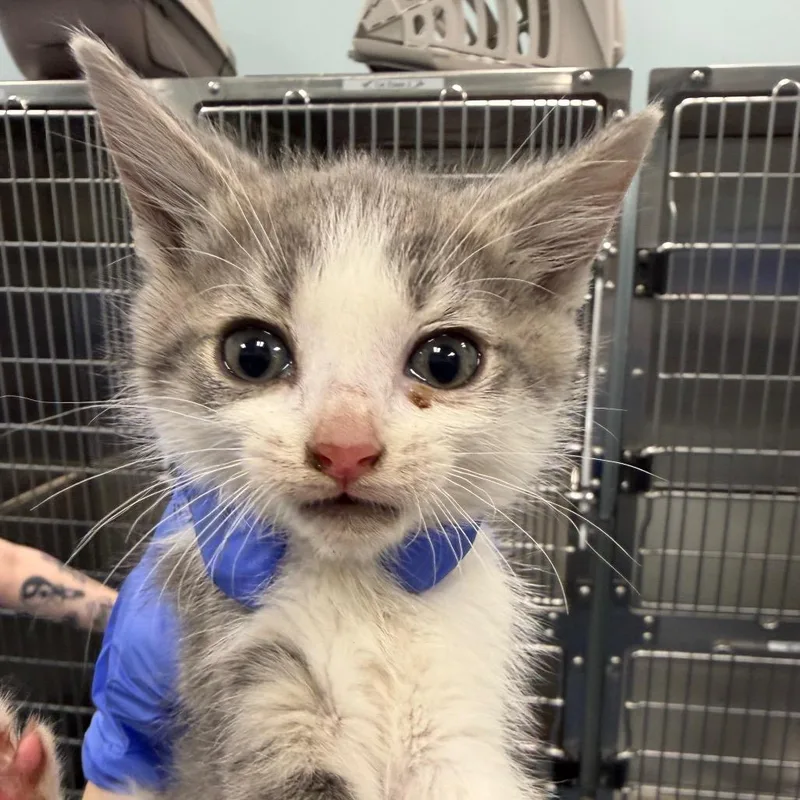 A baby small-sized male Black Domestic Short Hair cat named Merle for adoption in Greensboro, NC