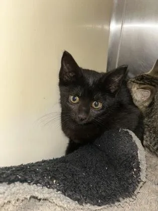 A baby medium-sized female Domestic Short Hair cat named Nora for adoption in Picayune, MS