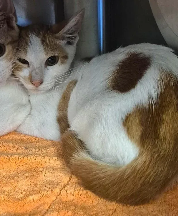 A baby small-sized male American Shorthair cat named Copper for adoption in Houston, TX