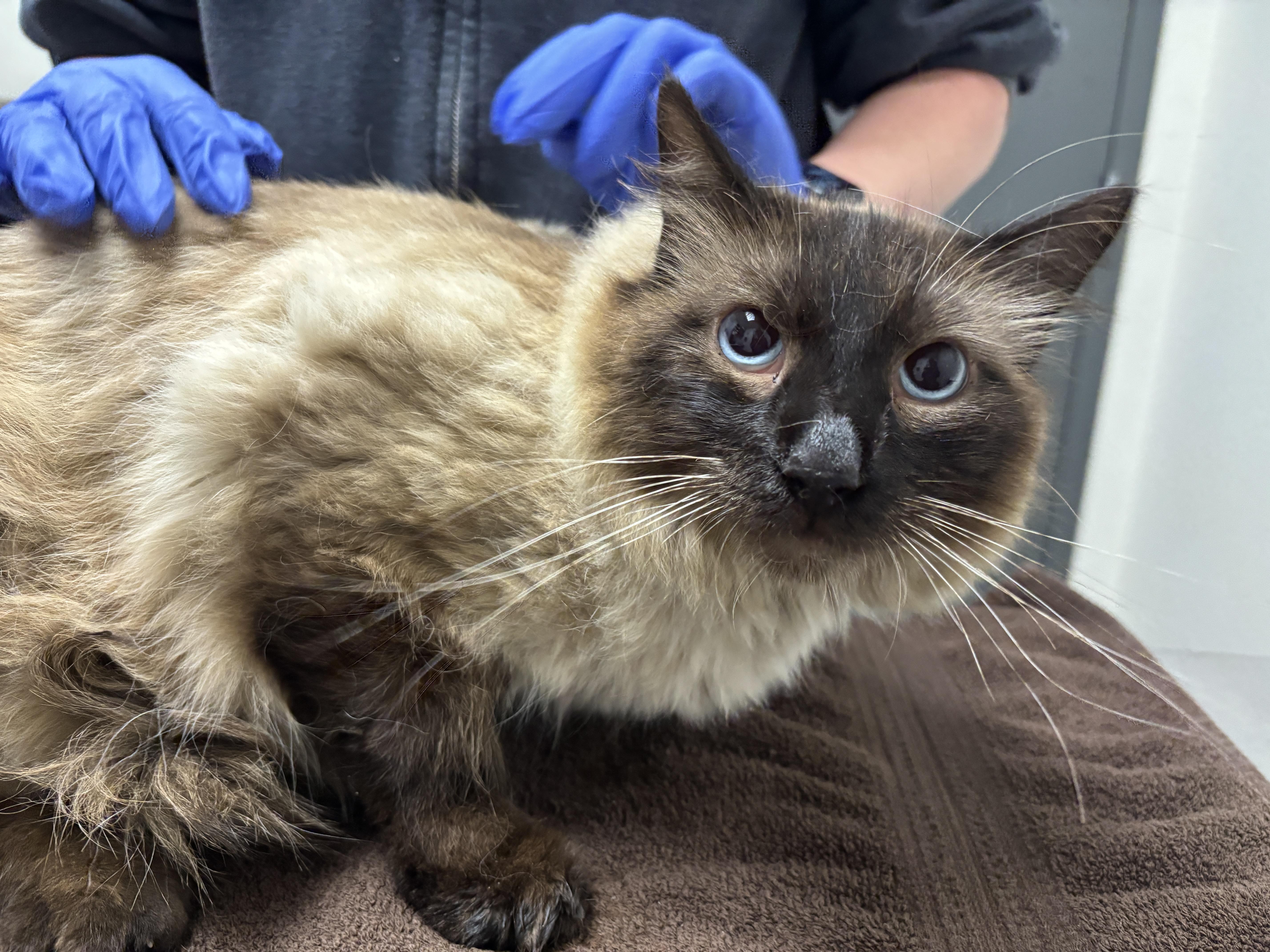 An adult large-sized male Siamese cat named Sly for adoption in Chico, CA