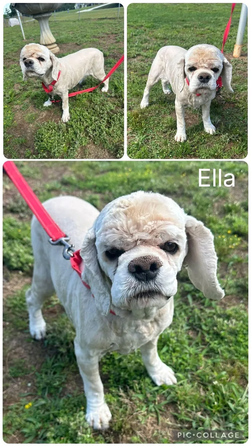 An adult medium-sized female White / Cream Cocker Spaniel dog named Ella for adoption in Enterprise, AL