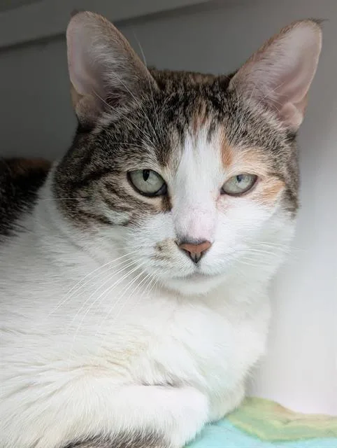 An adult medium-sized female Domestic Short Hair cat named Lisa for adoption in Canfield, OH