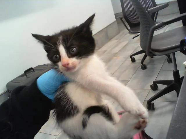 A baby small-sized female Domestic Short Hair cat named Sunny for adoption in Charlotte, NC