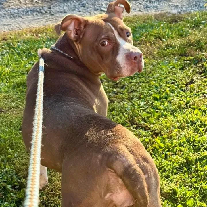 An adult medium-sized female Brown / Chocolate Pit Bull Terrier dog named Honey for adoption in Phoenixville, PA