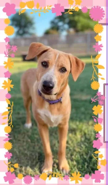 A young medium-sized female Yellow / Tan / Blond / Fawn Mixed Breed dog named Flamingo for adoption in Chickasha, OK