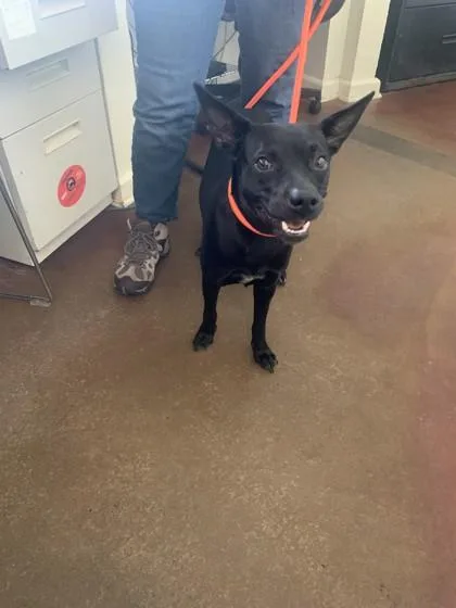 An adult medium-sized female Mixed Breed dog named Cyndi for adoption in New Orleans, LA