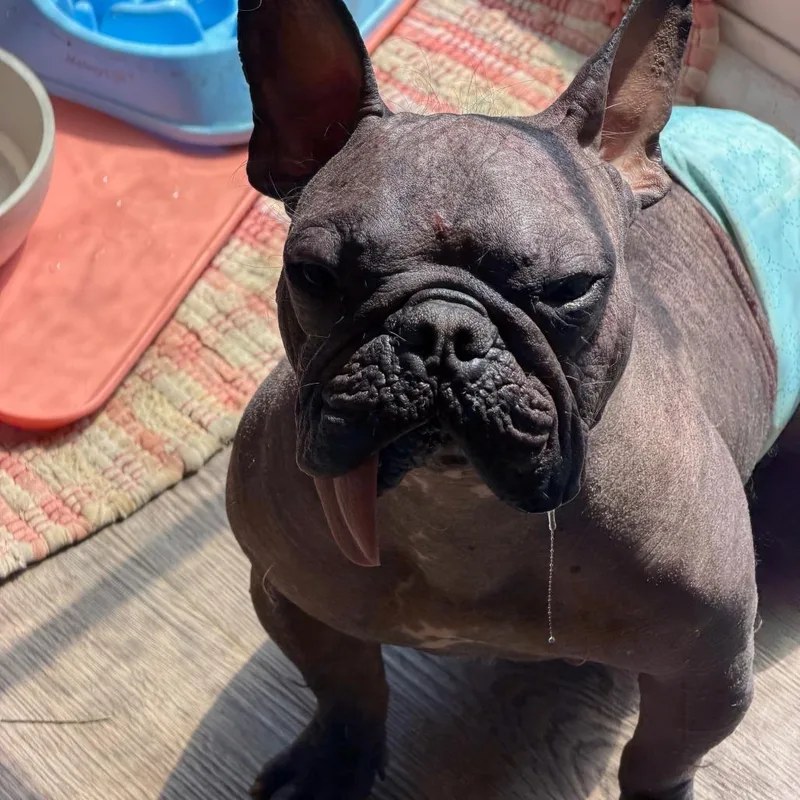 An adult medium-sized male French Bulldog dog named Nuudle for adoption in Cincinnati, OH
