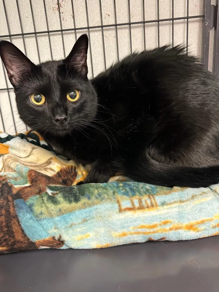 A young medium-sized male Domestic Short Hair cat named Leonidas for adoption in Rock Springs, WY