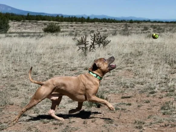 An adult medium-sized male Mixed Breed dog named Everest for adoption in Santa Fe, NM