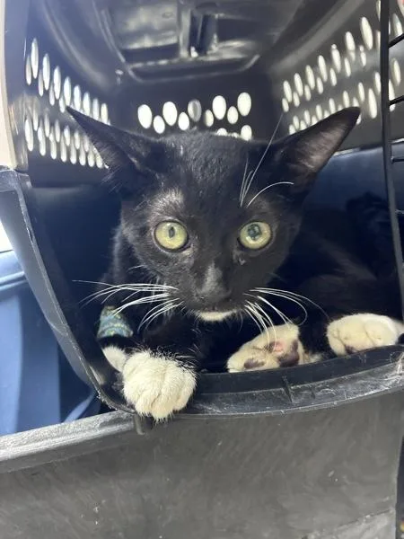 A young small-sized female Domestic Short Hair cat named Miranda for adoption in Tulare, CA
