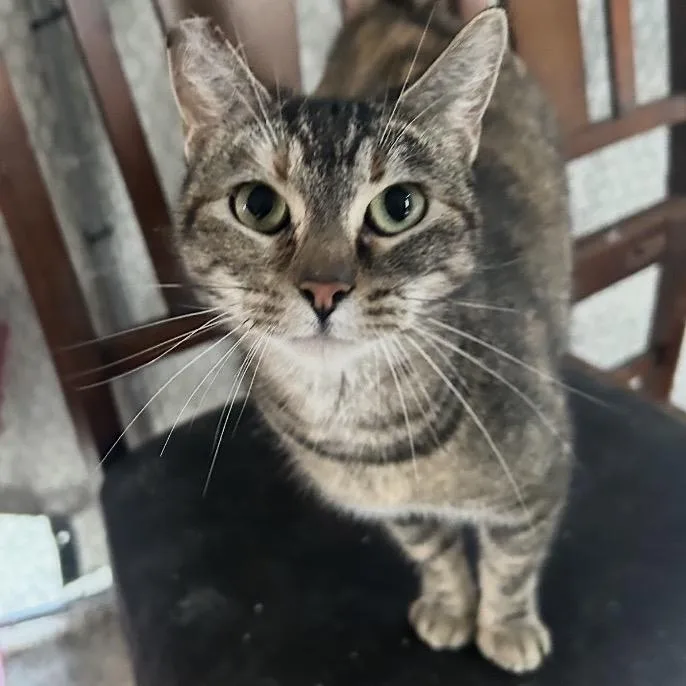 A young medium-sized female Brown / Chocolate Domestic Short Hair cat named Raven for adoption in Long Beach, CA