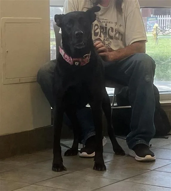 An adult medium-sized female Labrador Retriever dog named Tina for adoption in San Antonio, TX