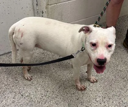 An adult large-sized female White / Cream Pit Bull Terrier dog named Bella Swan for adoption in Kansas City, MO