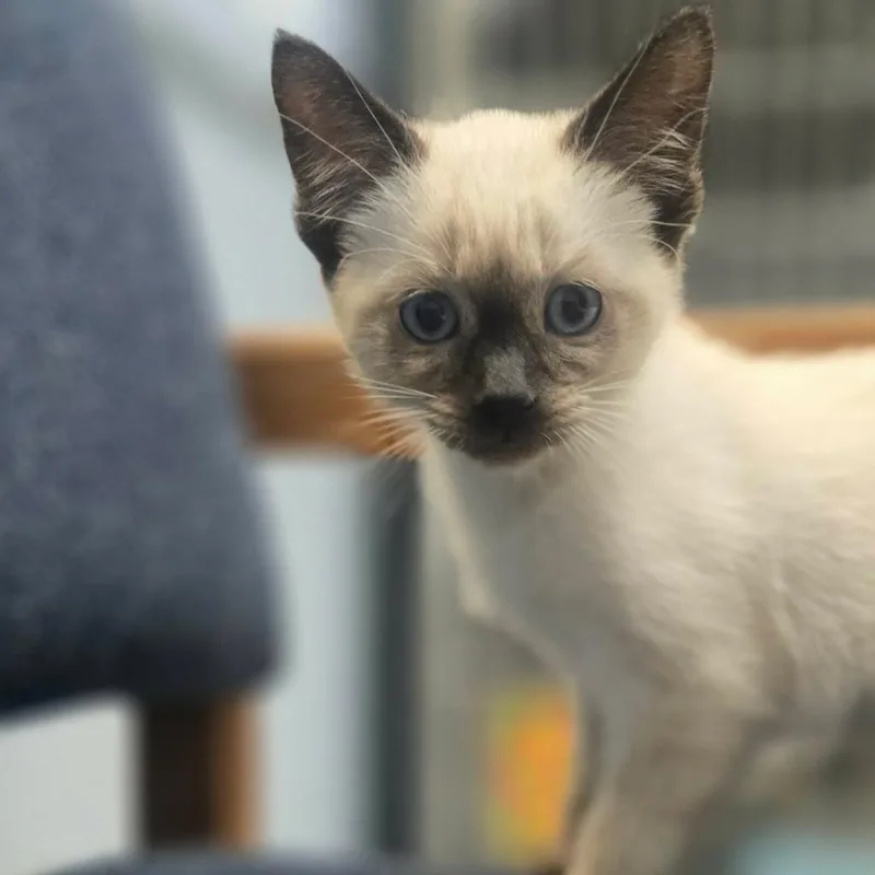 A baby medium-sized female Siamese cat named Marie for adoption in Sunrise Beach, MO