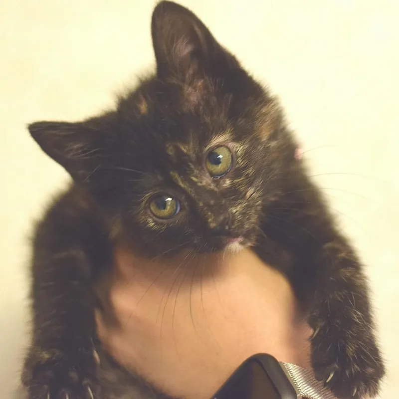 A baby small-sized female Tortoiseshell Domestic Short Hair cat named Teeter for adoption in Belleville, IL