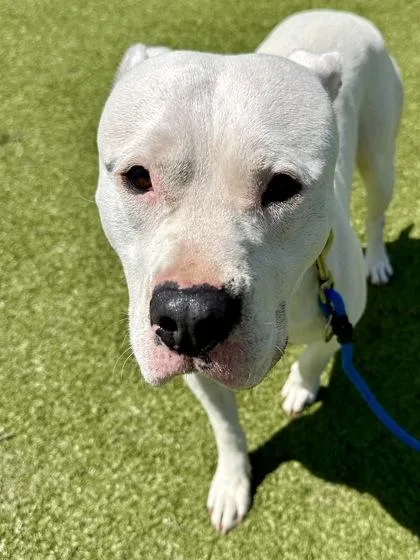 An adult large-sized male White / Cream Mixed Breed dog named Cheddar for adoption in Wichita, KS