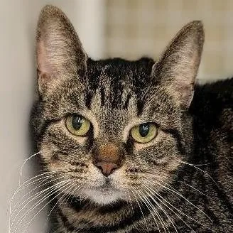 An adult large-sized female Brown / Chocolate Domestic Short Hair cat named Nanami for adoption in Hamburg, NY