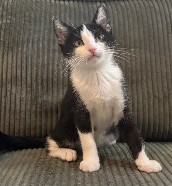 A baby small-sized male Domestic Short Hair cat named Walnut for adoption in Sacramento, CA