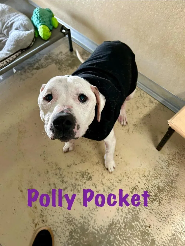 Polly Pocket Sponsored thumbnail 2