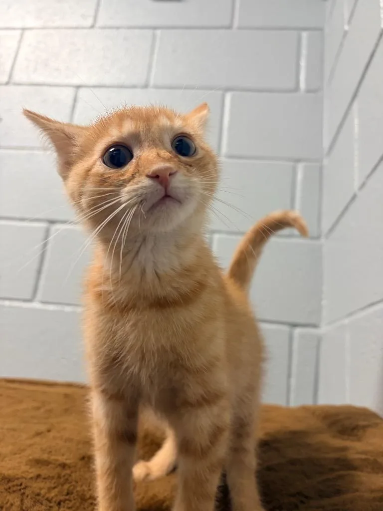 A baby medium-sized male Domestic Short Hair cat named Mew for adoption in Huntington, IN