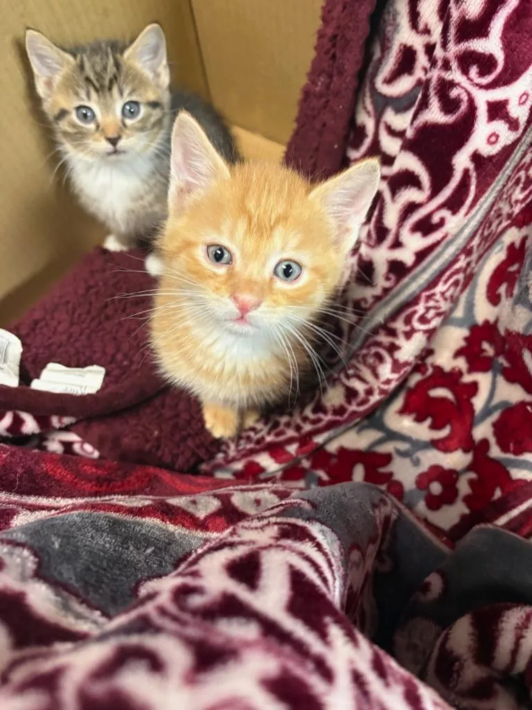 Mew thumbnail 2