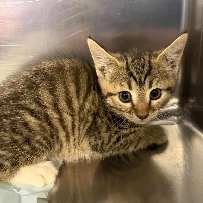 A baby small-sized female Brown / Chocolate Domestic Short Hair cat named Free Will for adoption in Greensboro, NC
