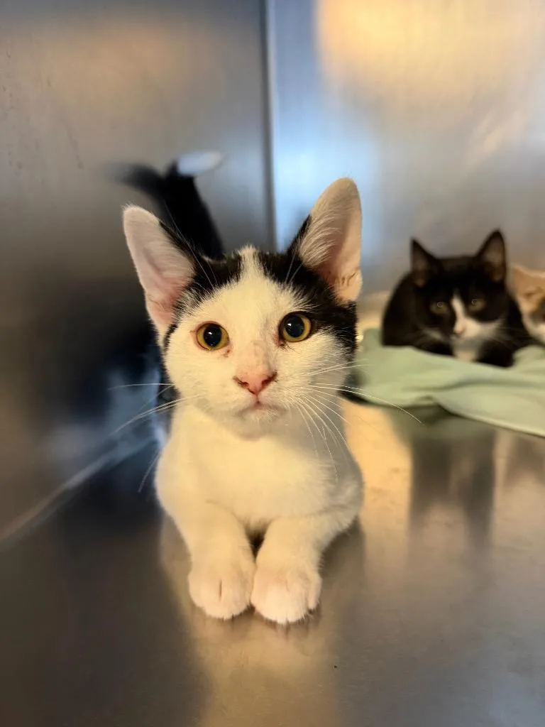 A baby small-sized male Domestic Short Hair cat named Huey for adoption in Port Jervis, NY