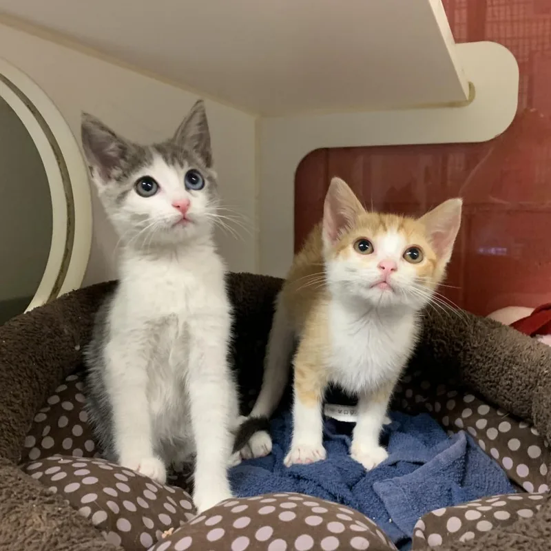 An adult large-sized female Domestic Short Hair cat named Tumeric for adoption in Los Angeles, CA