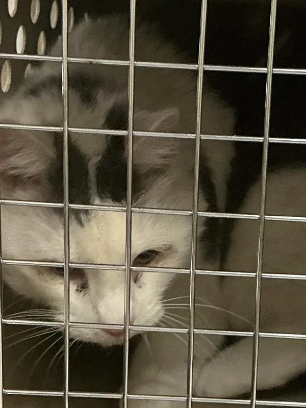 A senior small-sized male Domestic Short Hair cat named Silver Dollar for adoption in Virginia Beach, VA
