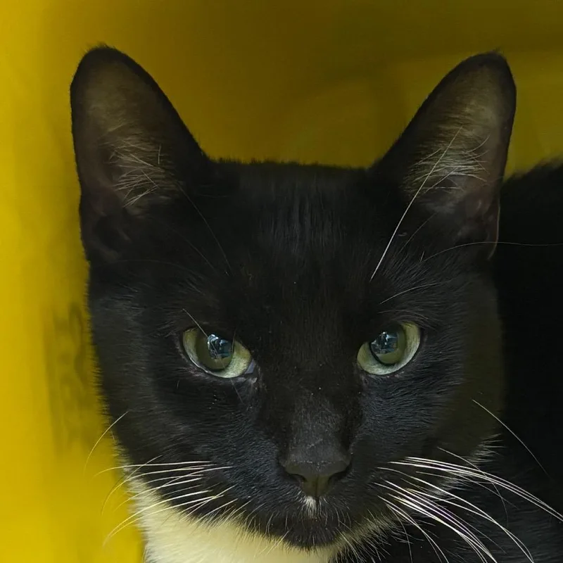 An adult medium-sized female Black American Shorthair cat named Salem for adoption in Manhattan, KS